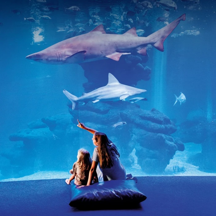 Palma Aquarium feiert das große solidarische Fest „Yo también“ zugunsten von ASPANOB