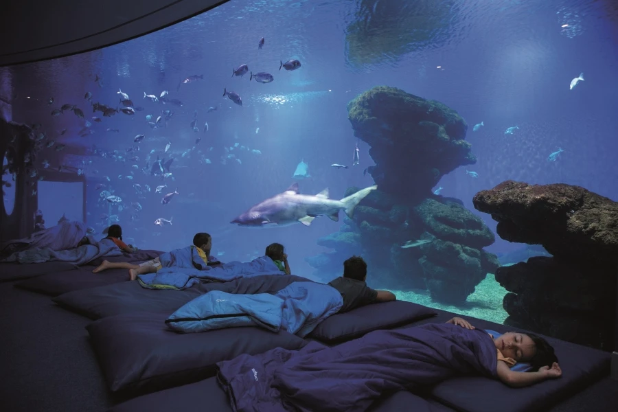 Die Kleinen schlafen mit Haien