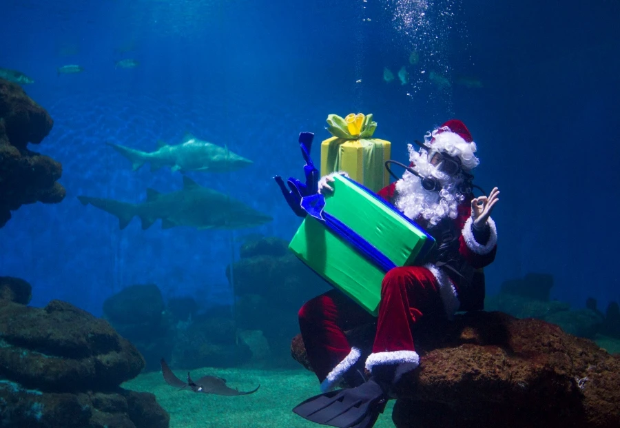 Schenken Sie zu Weihnachten Aqua·Experiences