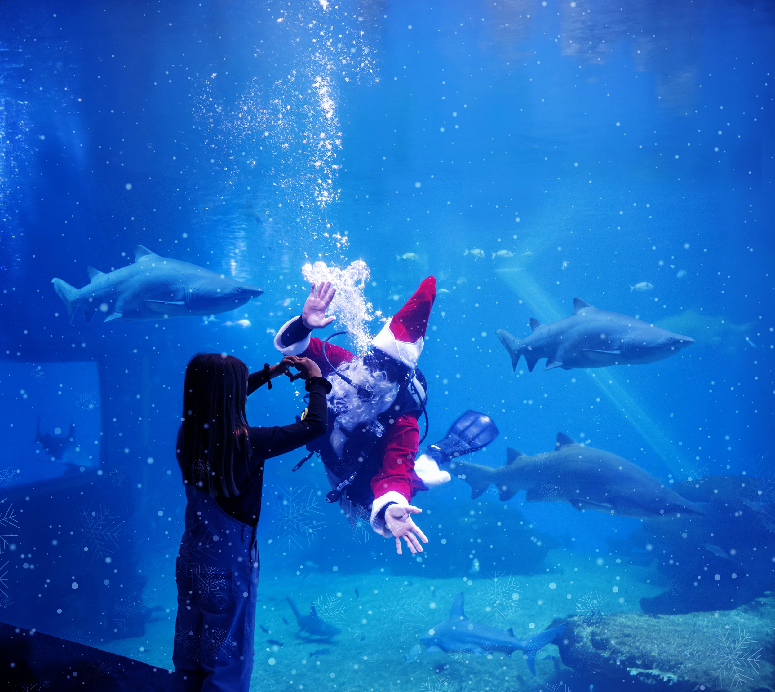 La Navidad brilla bajo el mar en Palma Aquarium: descubre la Navidad de Coral