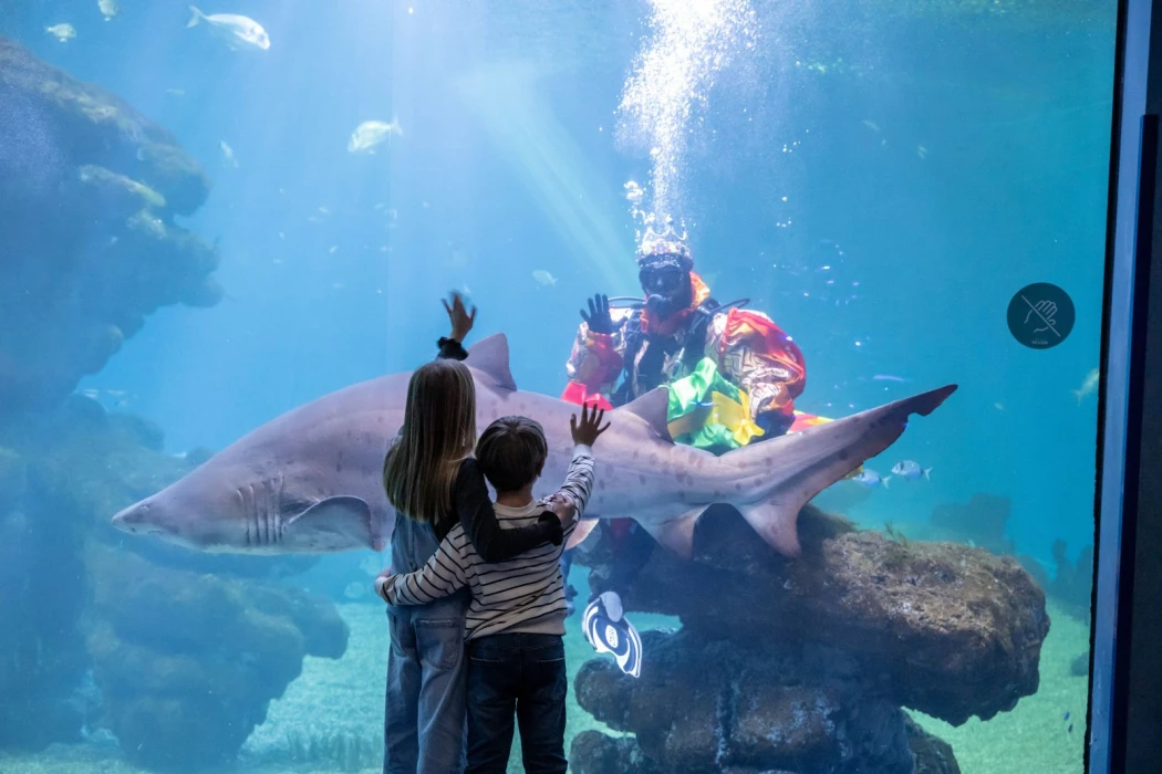 La Navidad brilla bajo el mar en Palma Aquarium: descubre la Navidad de Coral