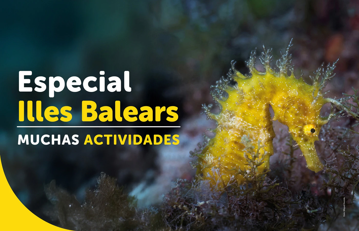 Fêtez le jour des îles Baléares à Palma Aquarium avec une fête caritative visant à protéger la mer