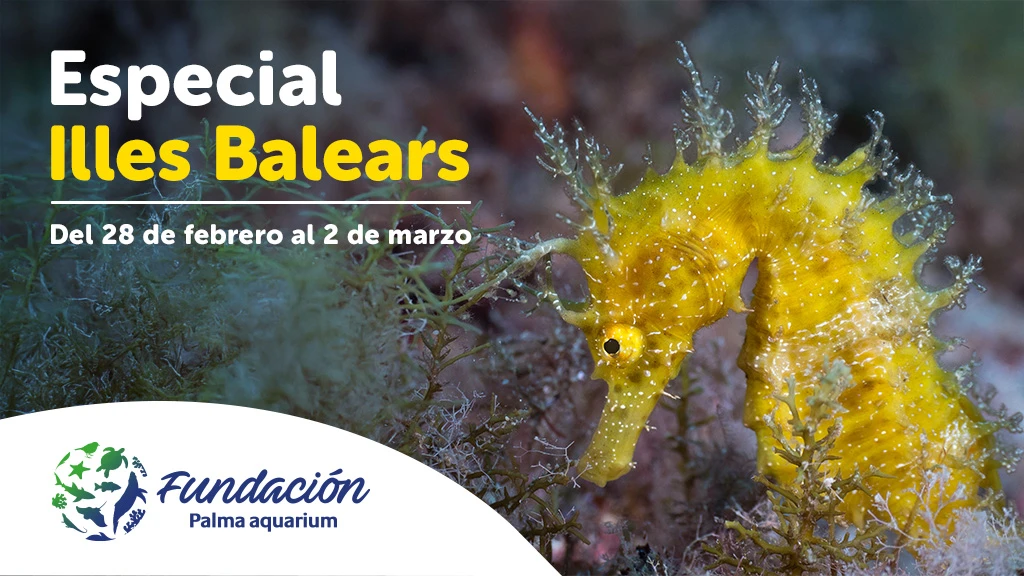 Fêtez le jour des îles Baléares à Palma Aquarium avec une fête caritative visant à protéger la mer