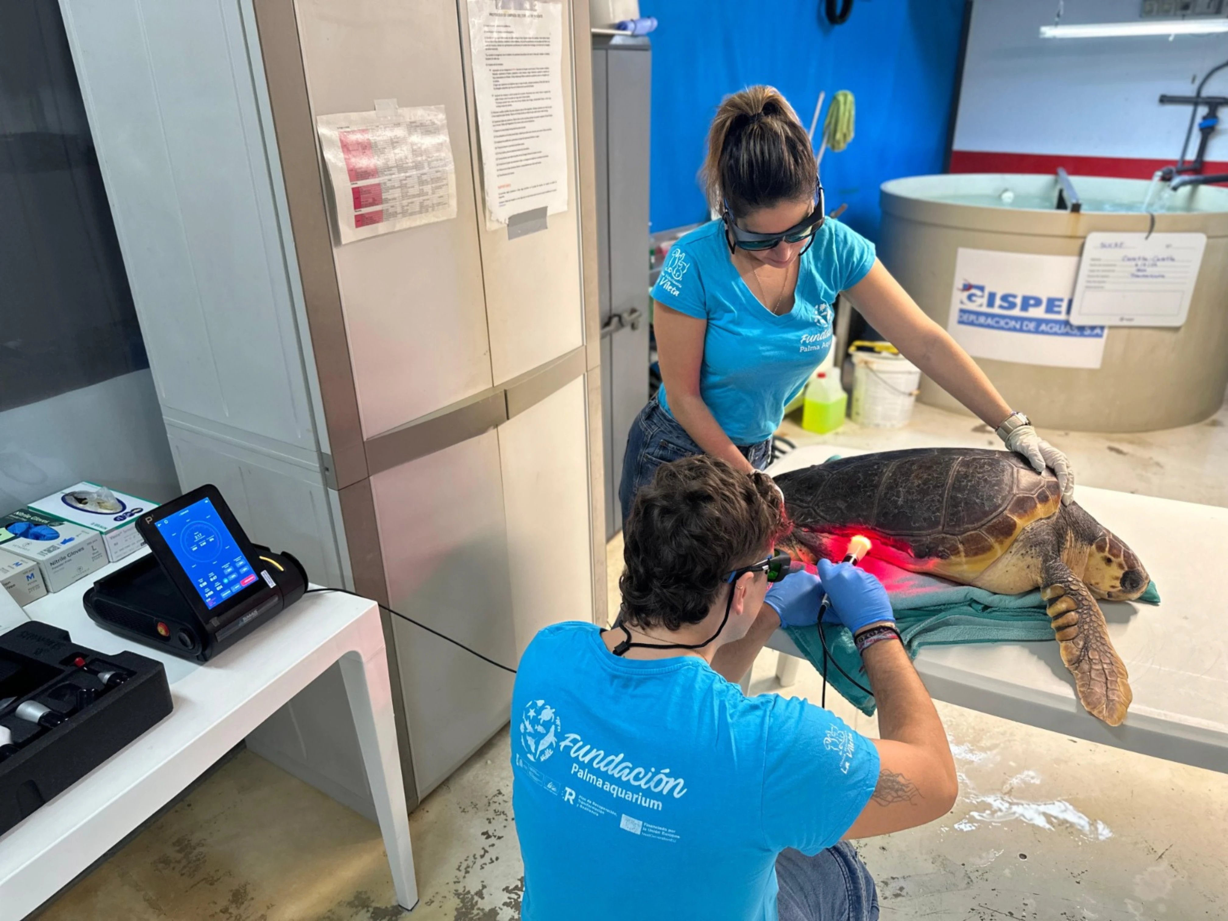 A new therapeutic laser to boost sea turtle recovery at the Palma Aquarium Foundation