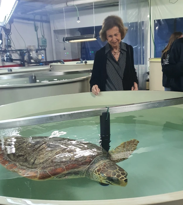 A new therapeutic laser to boost sea turtle recovery at the Palma Aquarium Foundation