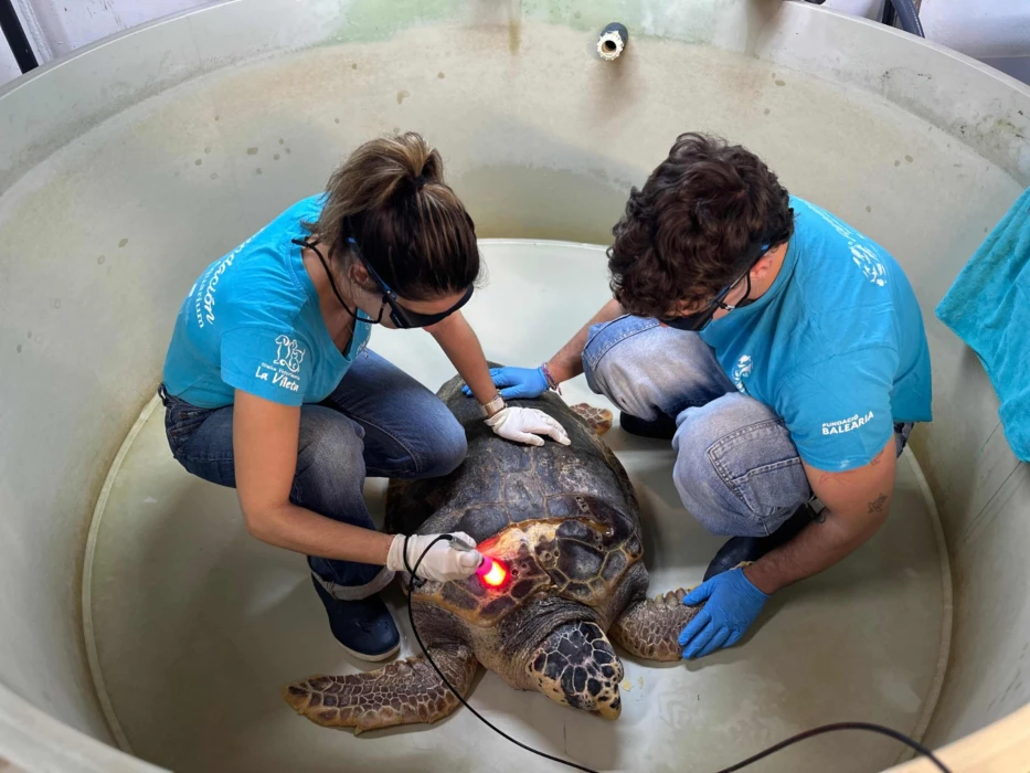 A new therapeutic laser to boost sea turtle recovery at the Palma Aquarium Foundation