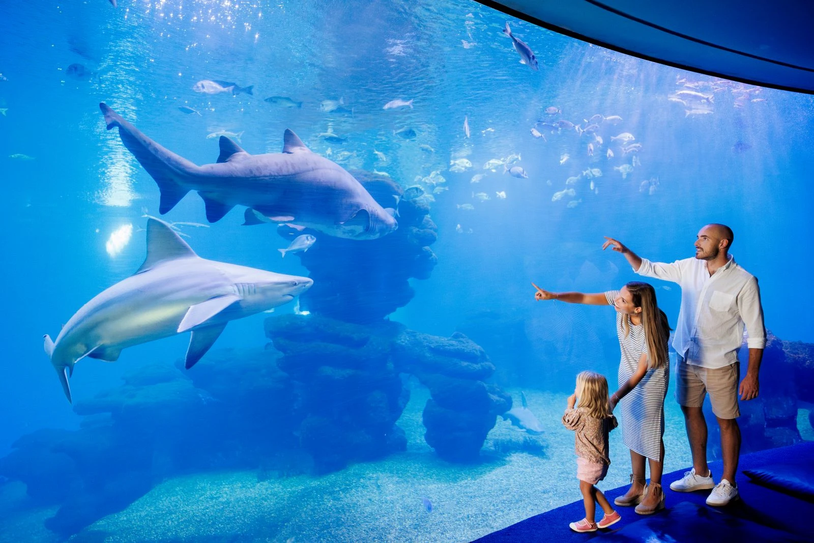 Entrada con transporte