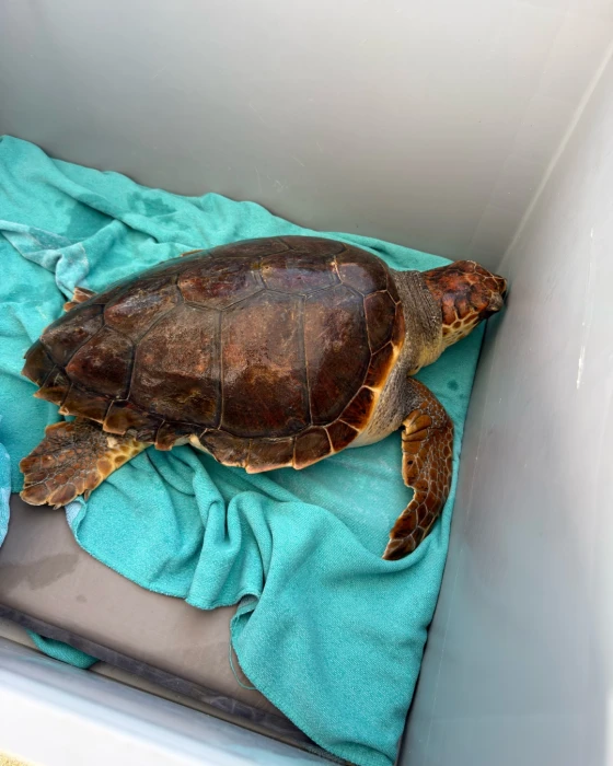 Baleares presenta la campaña "Aquí Salvamos Tortugas" con la liberación de Nura