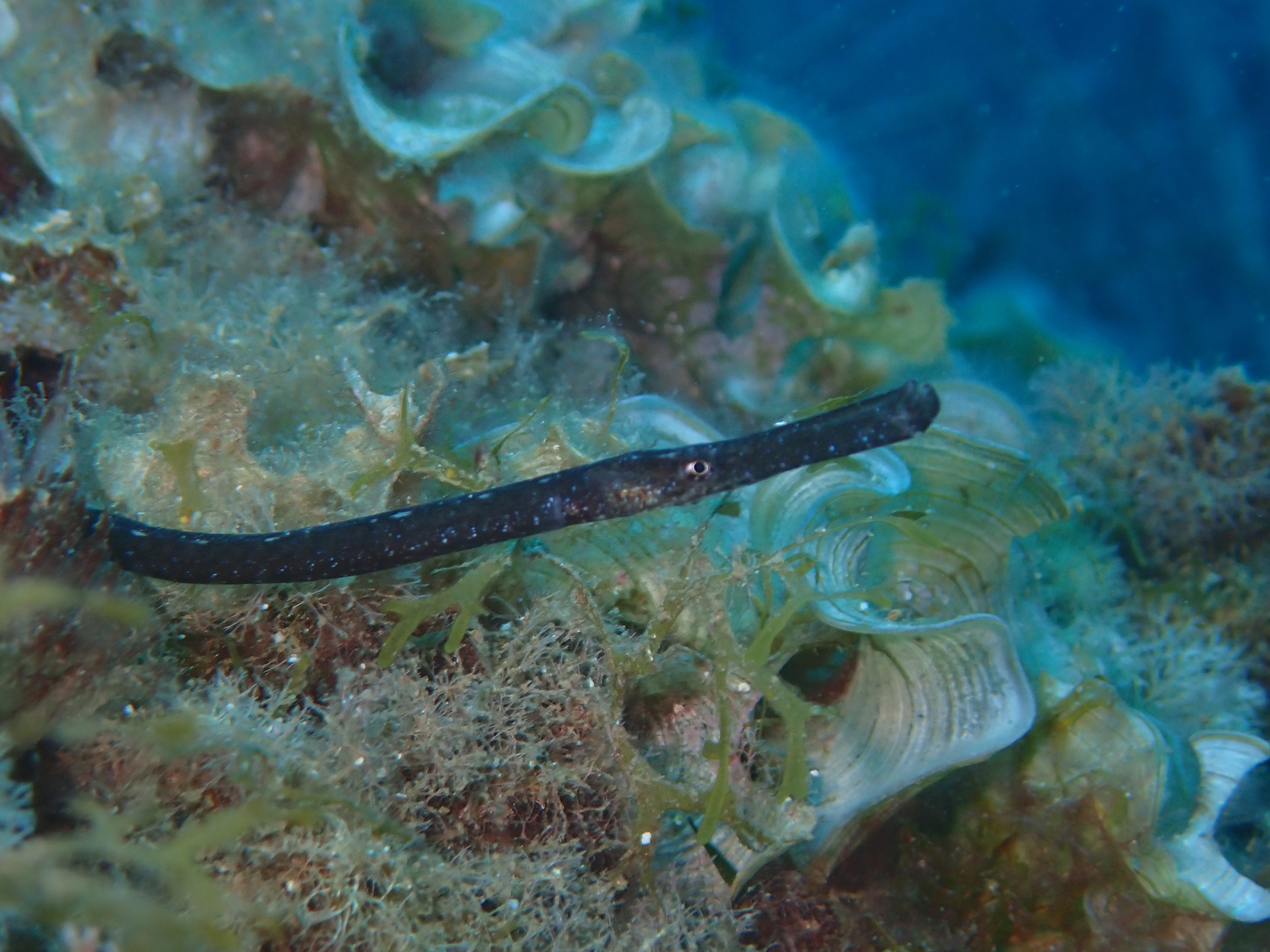 55 Pipefish Born at Palma Aquarium Begin a New Life in the Balearic Sea
