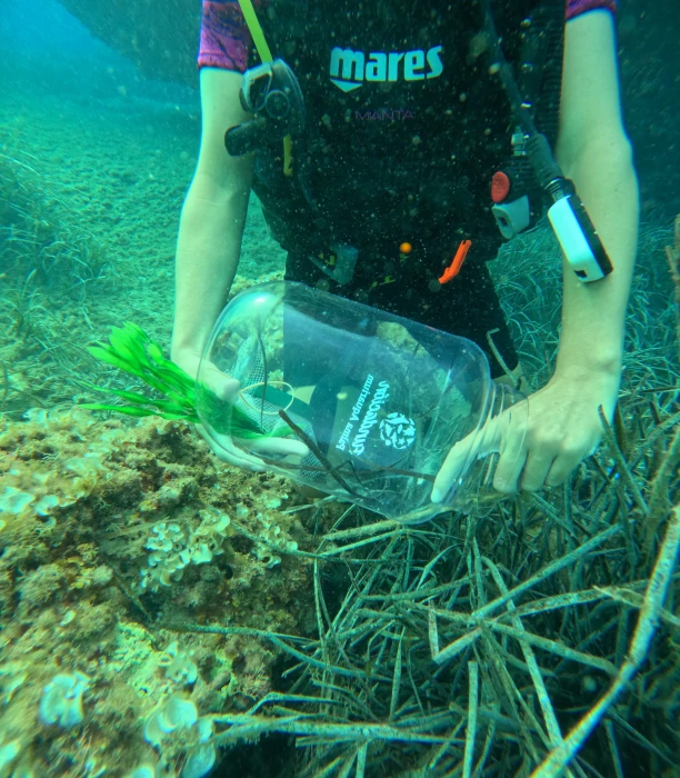 55 Pipefish Born at Palma Aquarium Begin a New Life in the Balearic Sea