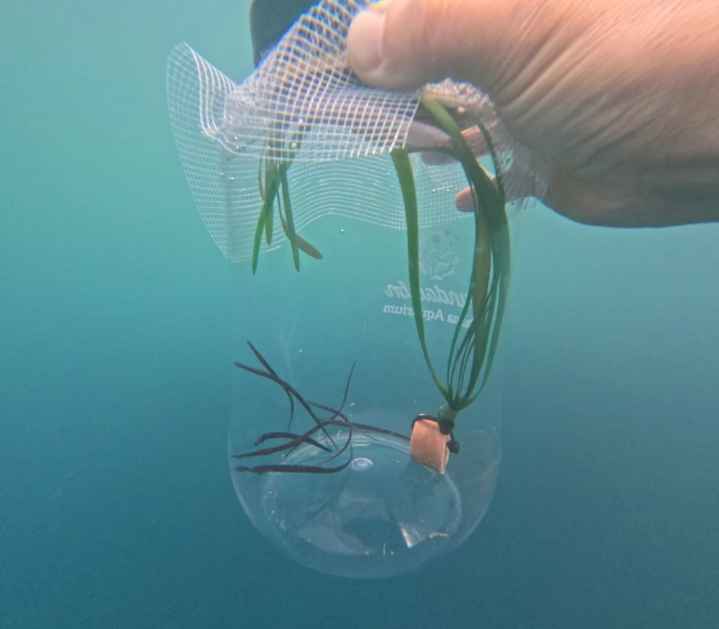 55 Pipefish Born at Palma Aquarium Begin a New Life in the Balearic Sea