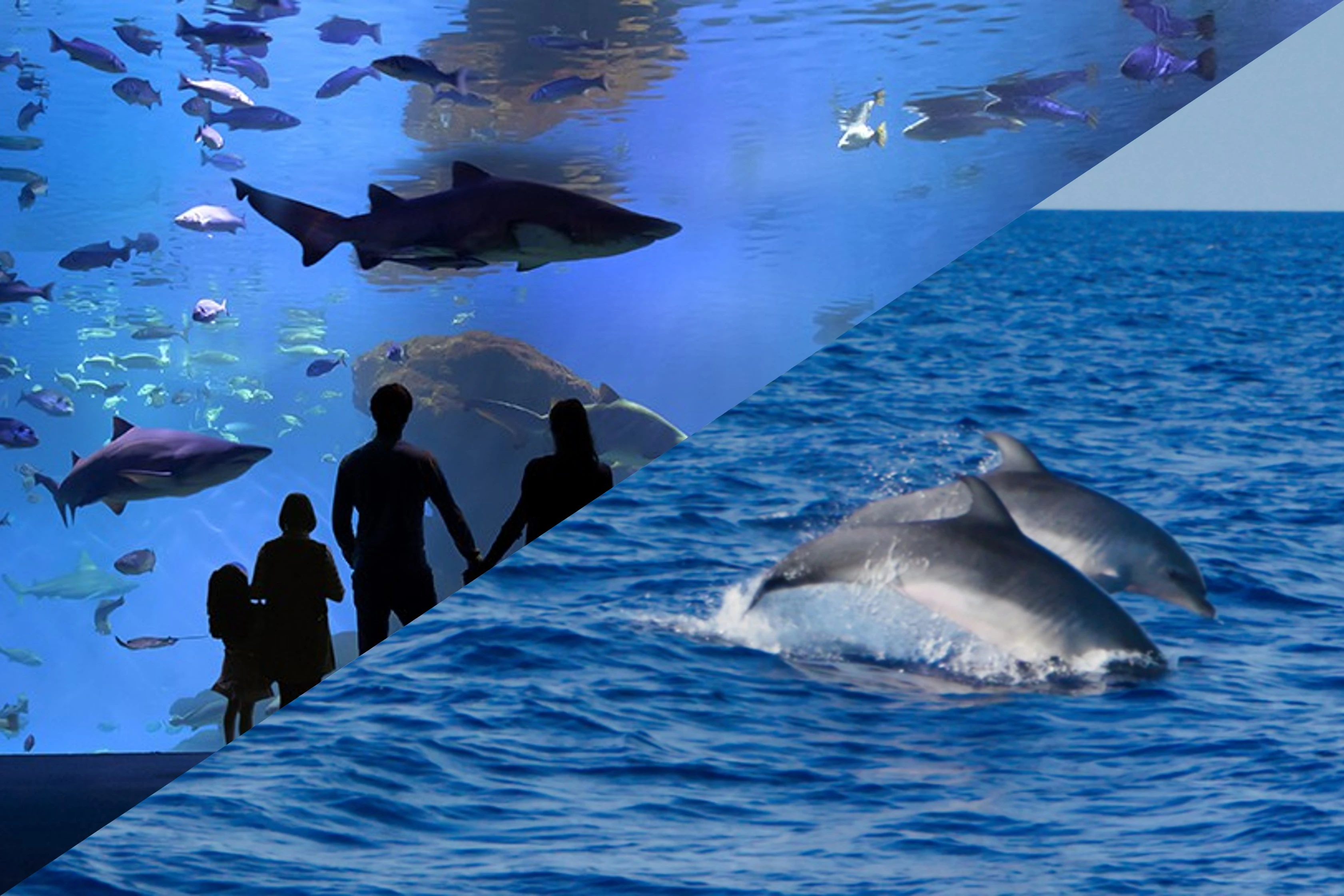 Admission + Dolphin Watching