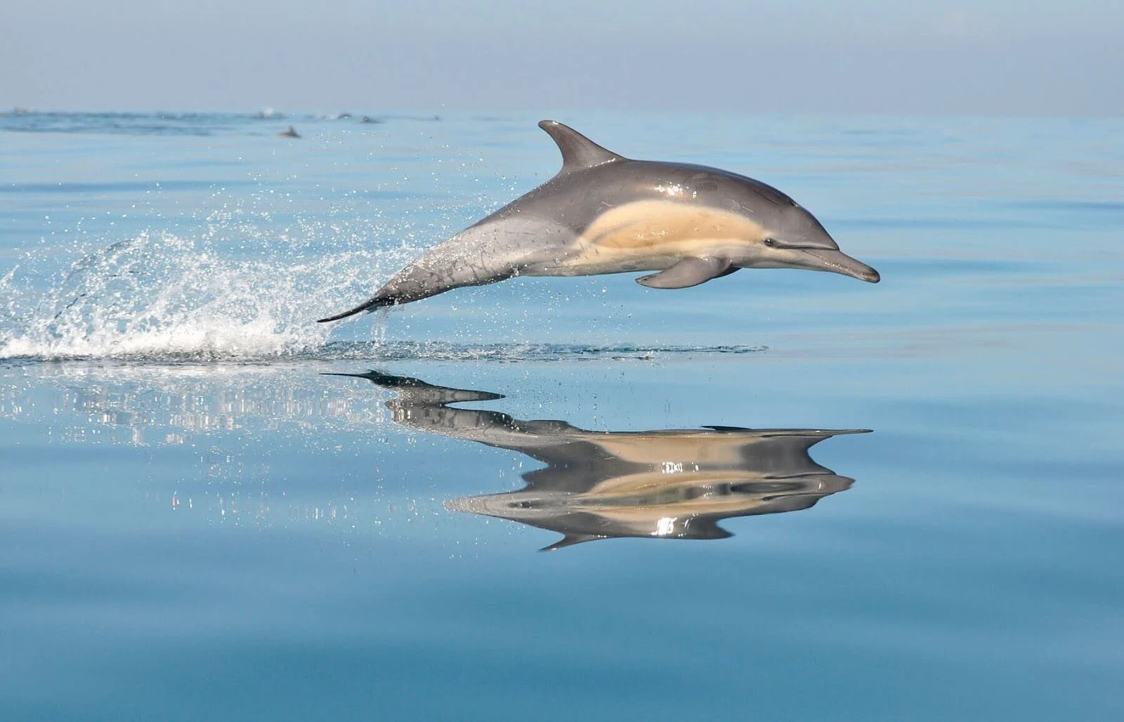 Admission + Dolphin Watching