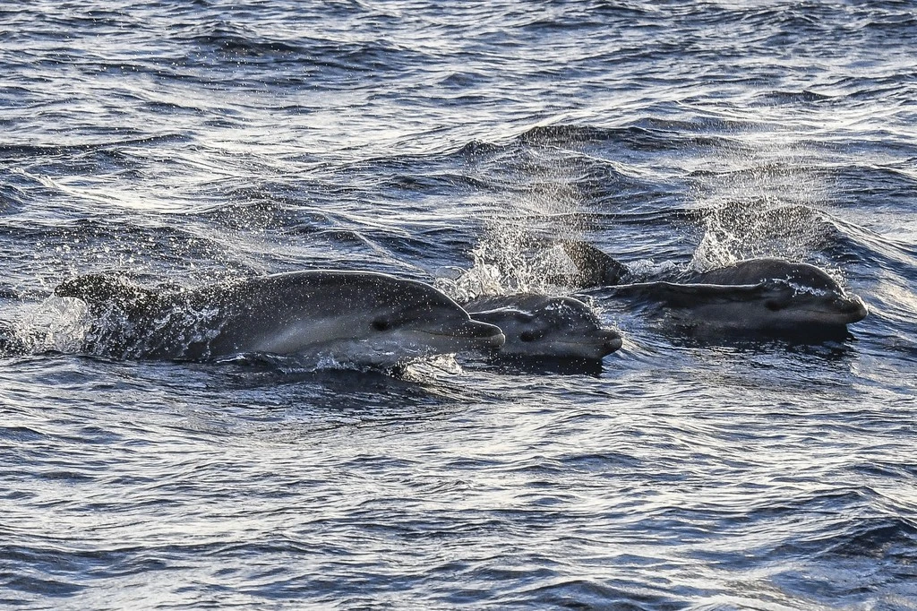Admission + Dolphin Watching
