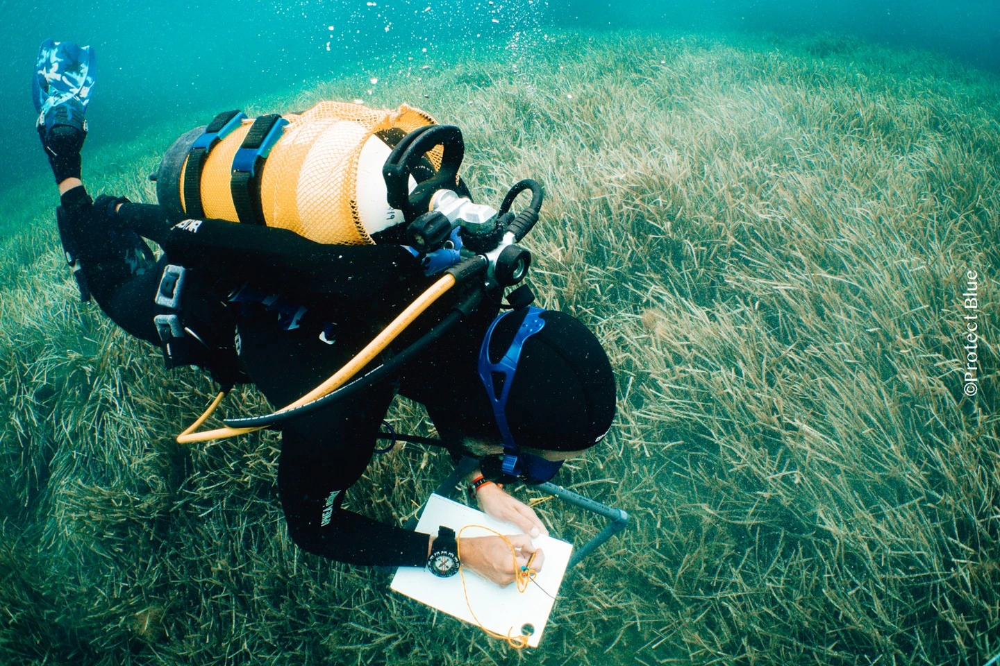 <p>¿Podemos recuperar la Posidonia? El caso de Portocolom</p>