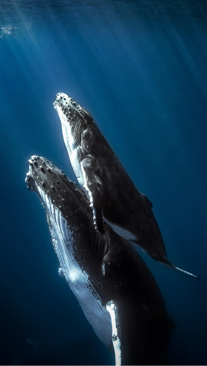 Julio: Ballenas y delfines
