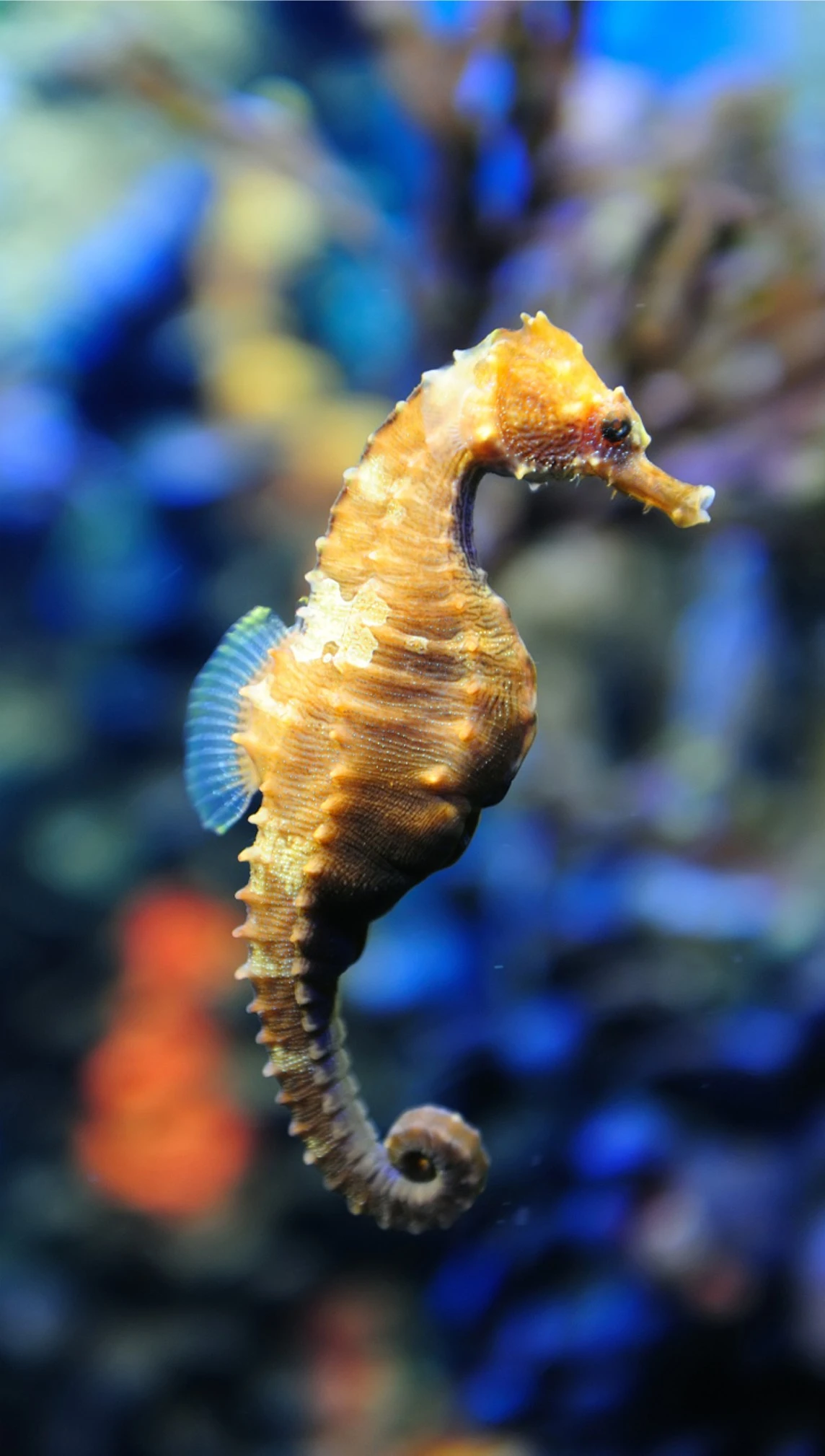 Septiembre: Caballitos de Mar