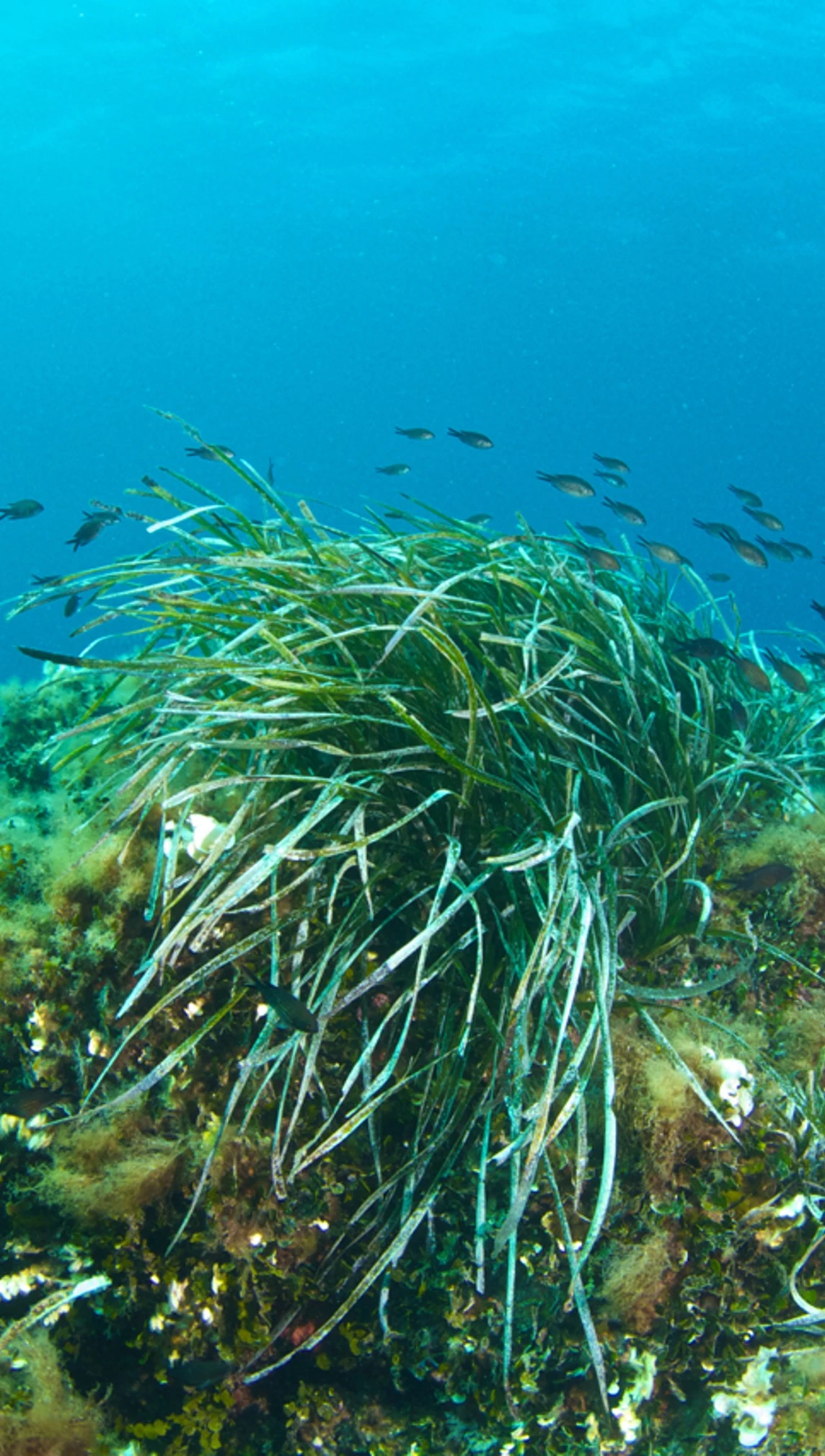 November: Posidonia