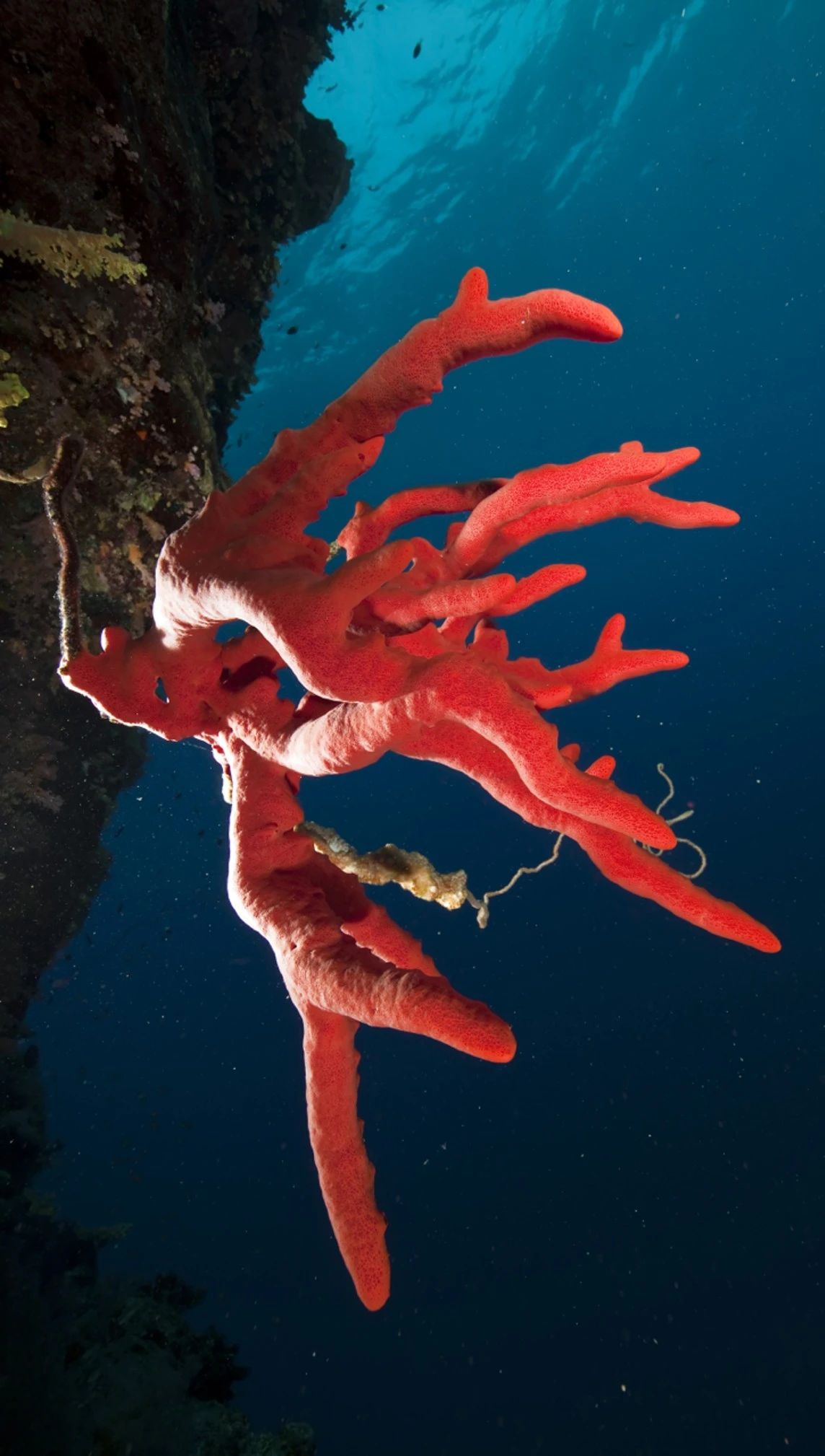 December: Mediterranean Corals