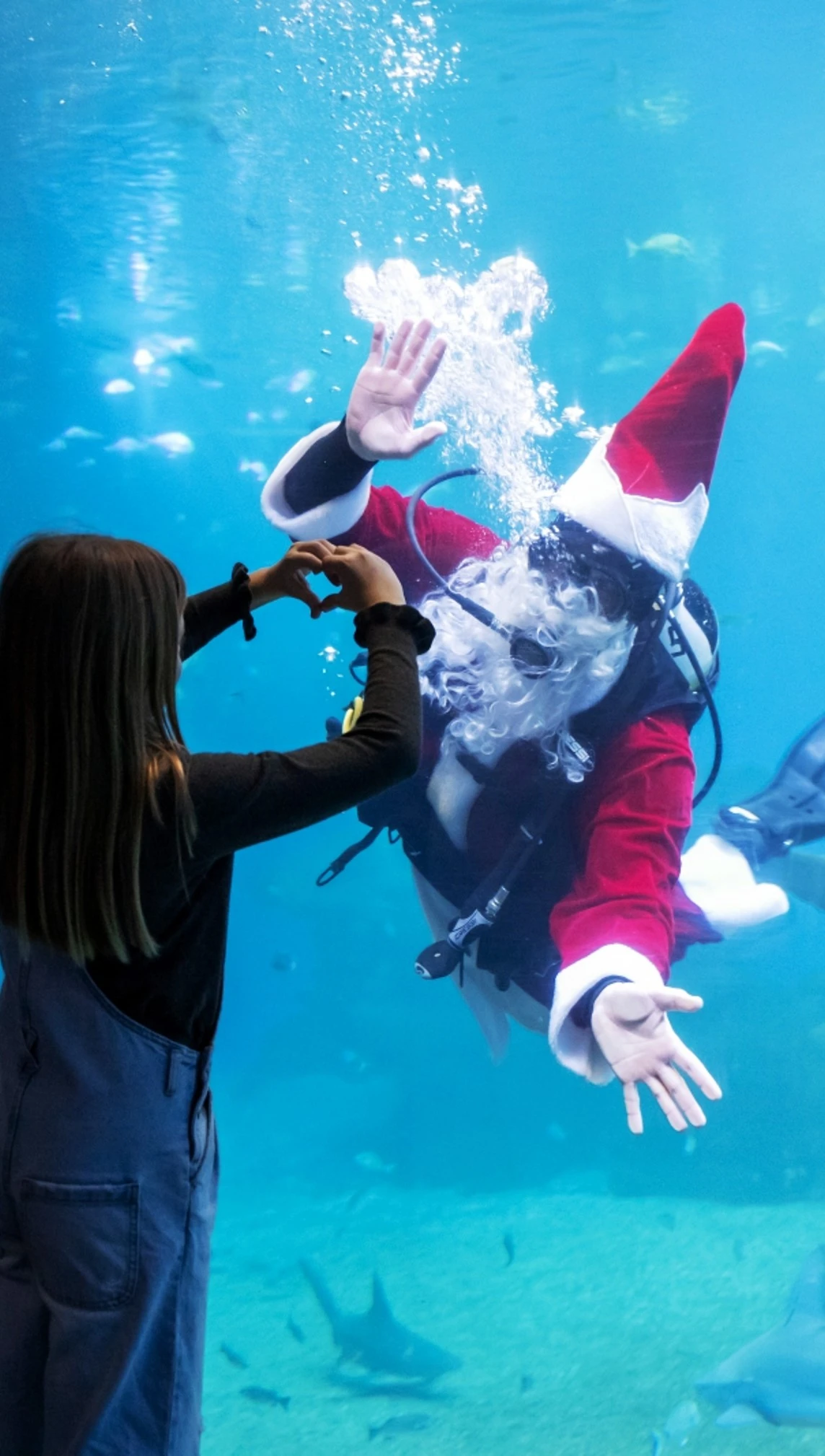 December: Christmas Corals