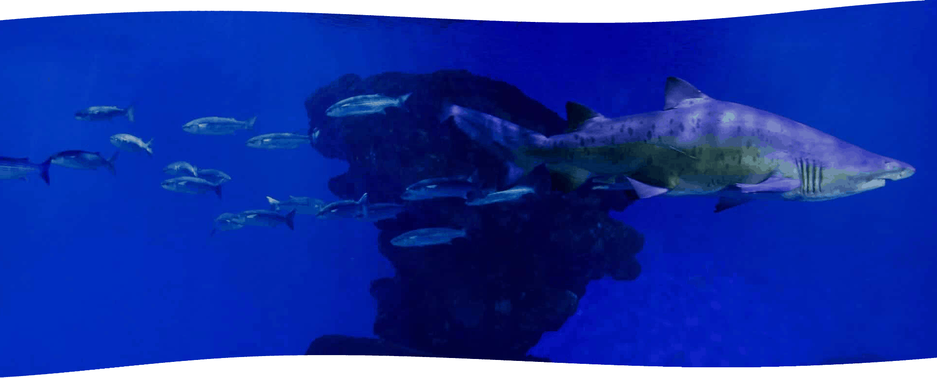 Big Blue - Palma Aquarium