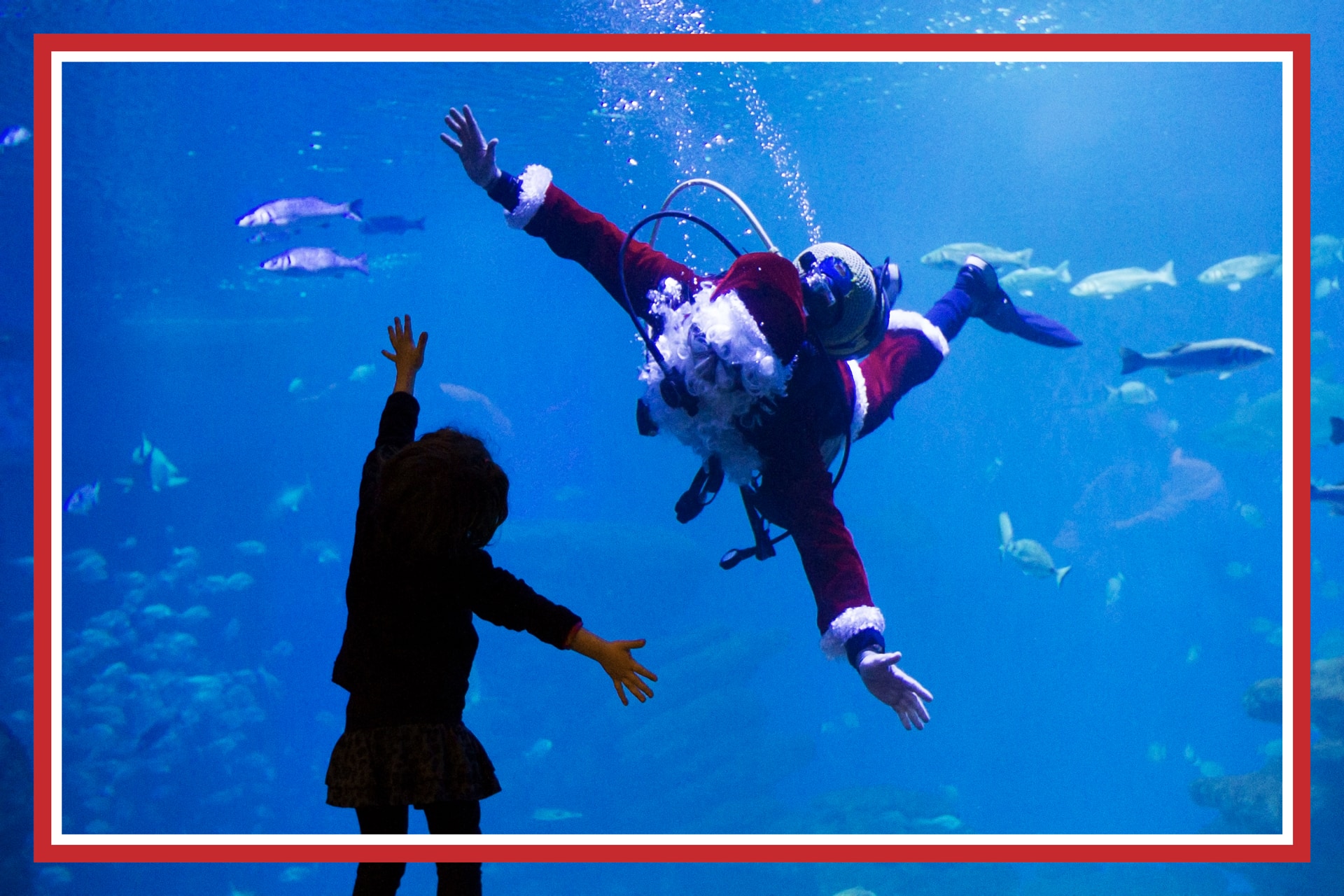 4 regalos originales para navidad: Aqua - Experiencias - Palma Aquarium